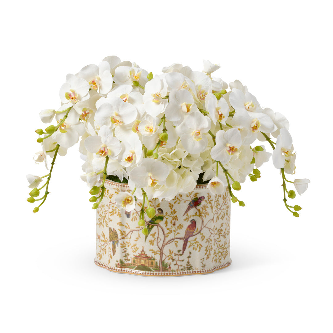 Williamsburg Phalaenopsis Orchids